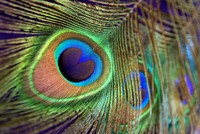 Weinstube zum Pfauen