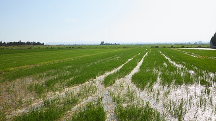 Reisfelder Wie eine urbane Oase, umgeben von Reisfeldern und Wald