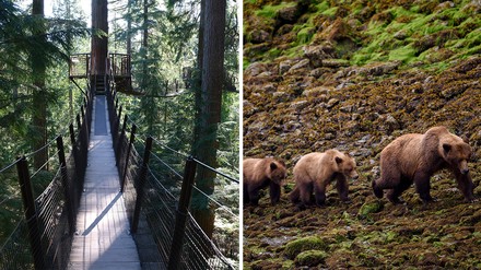 Natur „Flauschige“ Grizzlys, schwingende Hängebrücken und spektakuläre Wanderstrecken