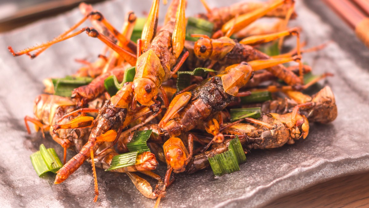 Foto: iStockphoto Insekten auf einem Teller