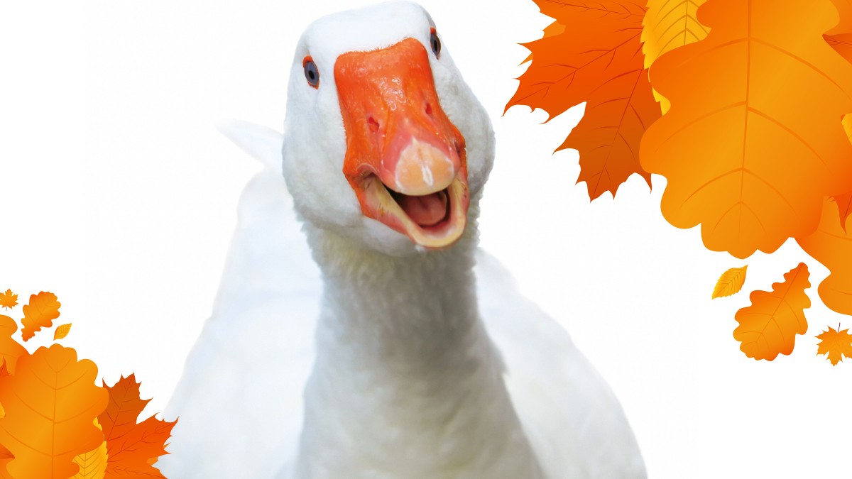 Fotos: fotolia.com: nazarkru; iStockphoto Der Gans gehts an den Kragen