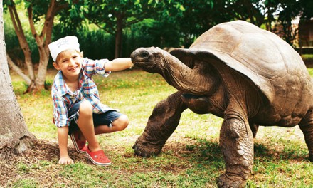 100 jährige Schildkröte 100 jährige Schildkröte