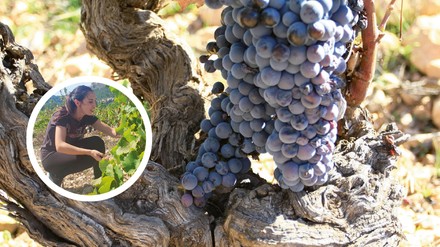 Weinrebe Weinrebe
