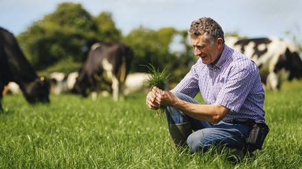 Ein Bauer prüft die Qualität des Grases für seine Kühe Ein Bauer prüft die Qualität des Grases für seine Kühe