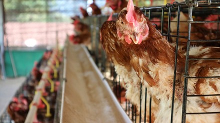 Hühner in Käfigen auf einer Massentier-Hühnerfarm