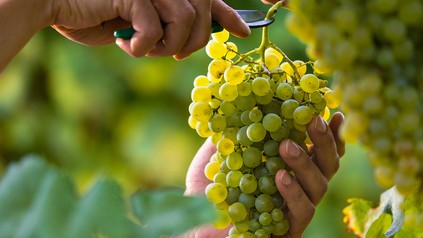 Weinernte