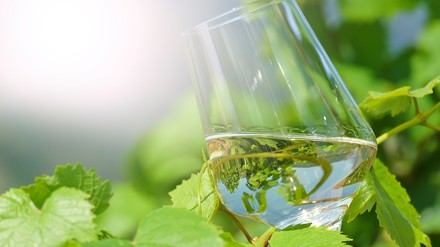 Weinglas zwischen Weinreben