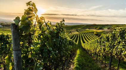 Weingut