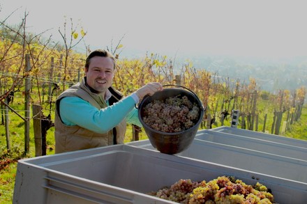 Weinlese im Weingut Mayer am Pfarrplatz