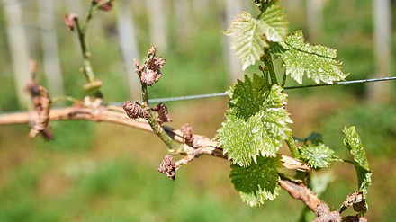 Schäden an jungen Trieben von Weinreben rchspäten Frost im Frühling