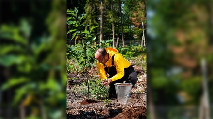 Baum mit Kaffeesatz düngen