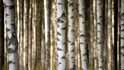 Ein Wald voller Birkenstämme