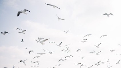 Eine Gruppe Möwen im Wind