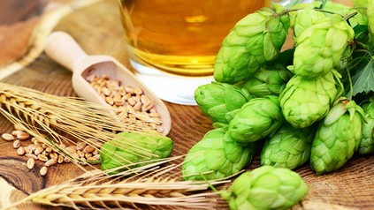 Hopfen