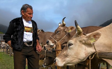 Schweizer Bauer mit seinen Kühen