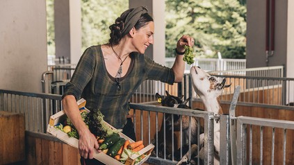 Mini-Ziegen in "Sigis Sauhaufen" des Klosterbräu & Spa