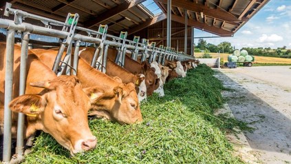 Kühe beim Fressen von frischem Gras auf einem Bauernhof