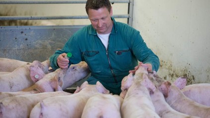 Stefan John sitzt zwischen seinen Schweinen