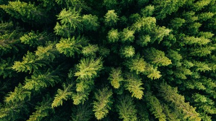 Wald aus der Vogelperspektive