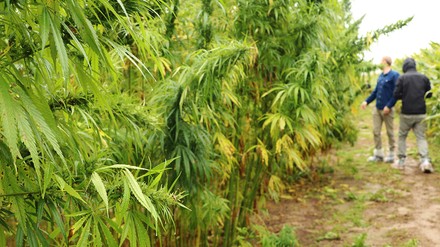 Hanf pflanzliches Eiweiß