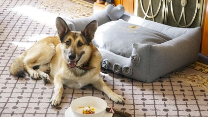 Schäferhund vor eine Schüssel mit Beef Tartar im Hotel Bristol