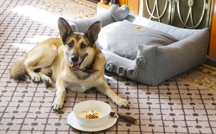 Schäferhund vor eine Schüssel mit Beef Tartar im Hotel Bristol