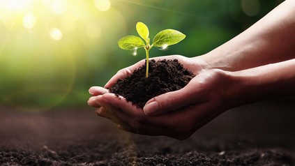 Hände halten Setzling