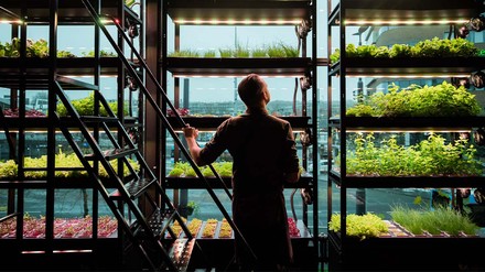 Vertikaler Garten des Restaurant Locals