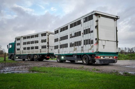 Ein Lastwagen mit zwei Anhängern in denen Tiere transportiert werden