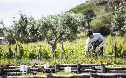 Koch pflückt Kräuter in seinem Garten