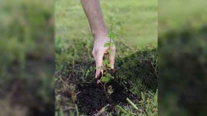 Die Penta Hotels setzen sich in der Vorweihnachtszeit mit einer Baumpflanzaktion für die Umwelt ein.