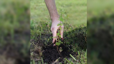 Die Penta Hotels setzen sich in der Vorweihnachtszeit mit einer Baumpflanzaktion für die Umwelt ein.