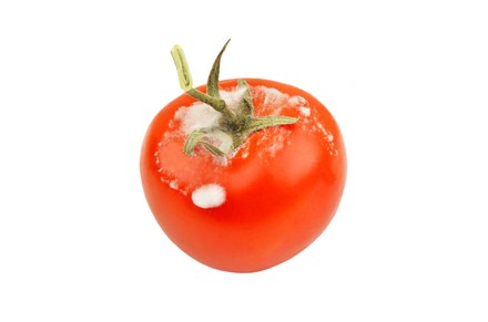 Tomate mit Schimmel