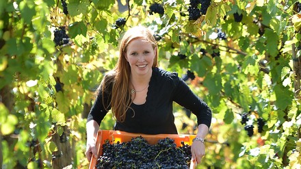 Winzerin im Weinberg bei der Weinlese
