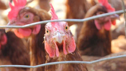 Ein Huhn in einer Gruppe blickt durch einen Drahtzaun