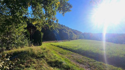 Eine Wiese bei Sonnenschein.