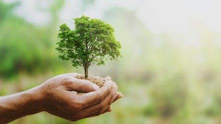Ein Baum in den Händen