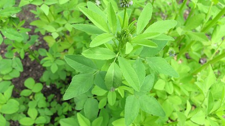 Vinschgauer sind mit Schabzigerklee gewürzt.