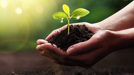 Hände, die einen Setzling halten.