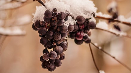 Eine Weinrebe voller Eis
