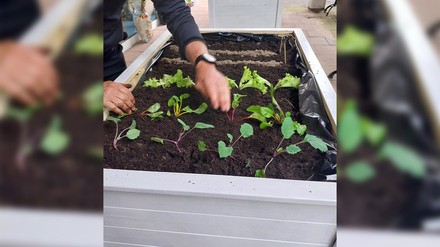 Hochbeet mit Pflanzen und Mitarbeiter