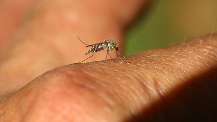 Eine Mücke auf einer Hand