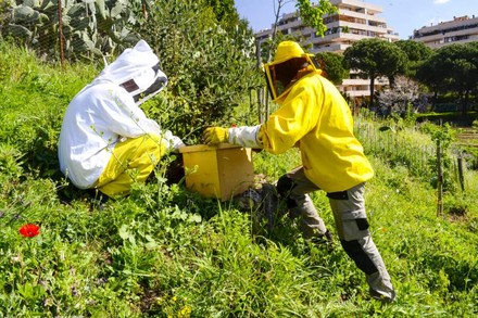 Zwei Imker am Bienenstock