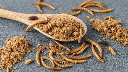 Insekten als Lebensmittel