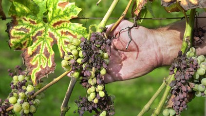 Vom Pilz befallener Rebstock