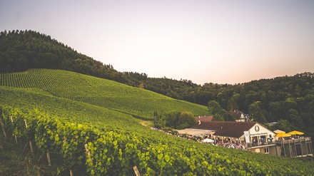 Weingut Schloss Ortenberg