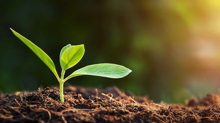 Pflanze wächst aus Erde im Sonnenlicht als Symbol für Klimaschutz und nachhaltige Entwicklung in der Reisewirtschaft.