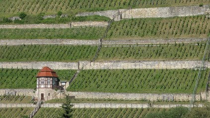 Panorama eines Weinbergs in Saale-Unstrut