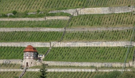 Panorama eines Weinbergs in Saale-Unstrut