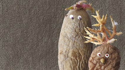 Kartoffeln mit Wackelaugen